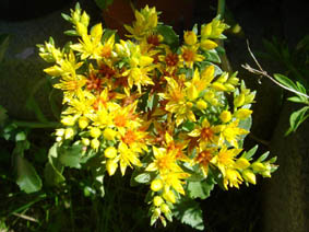 Sedum aizoon 'euphorbioides'